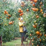 Image d'un cultivateur de clémentines