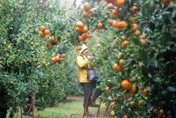 Image d'un cultivateur de clémentines