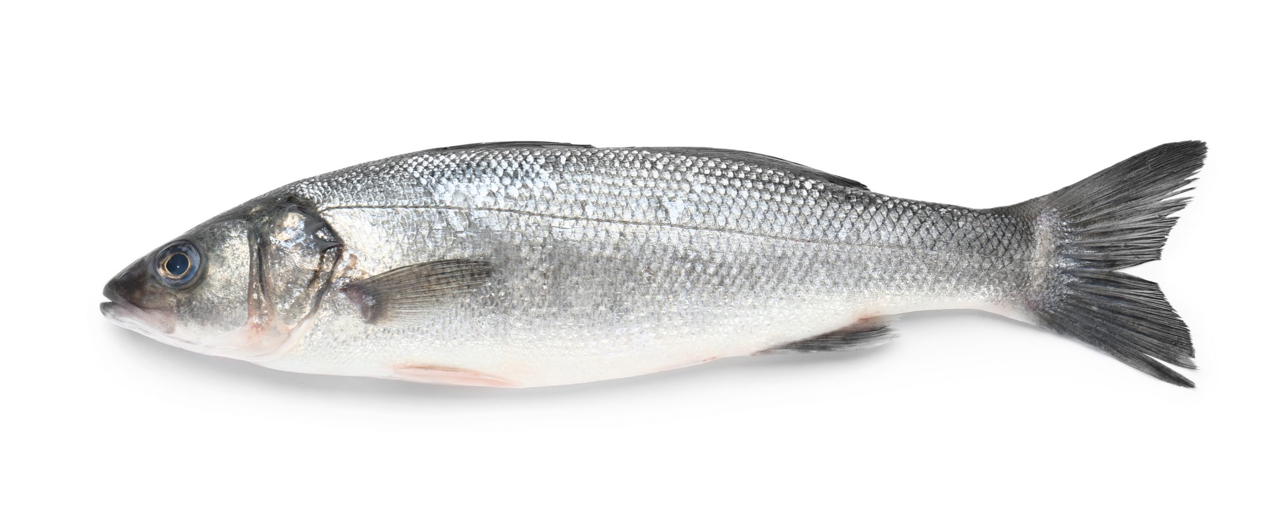 Image d'un poisson